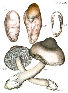 Tab86-Agaricus plumbeus Schaeff
