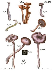 Tab13-Agaricus laccatus