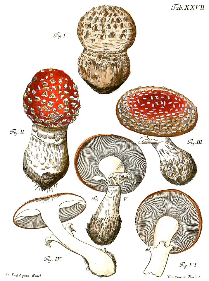 Tab27-Agaricus muscarius. Free illustration for personal and commercial use.