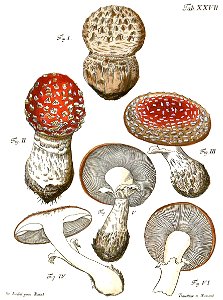Tab27-Agaricus muscarius