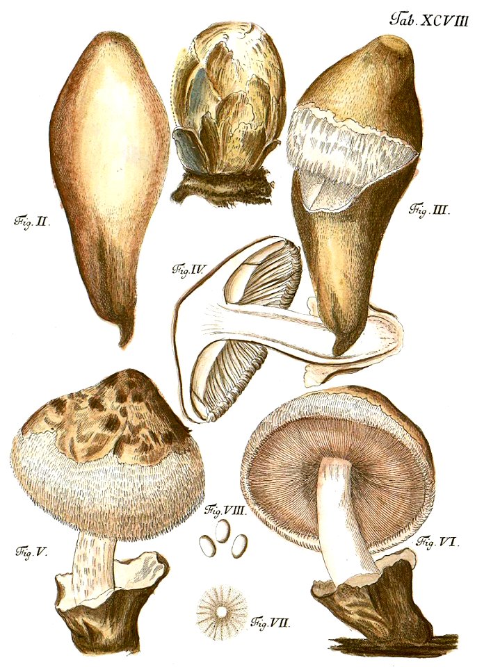 Tab98-Agaricus bombycinus Schaeff