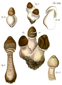 Tab22-Agaricus procerus