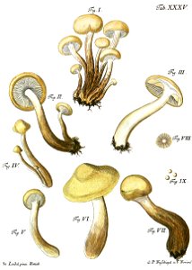 Tab35 Agaricus flavidus Schaeff. Free illustration for personal and commercial use.