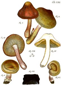 Tab21-Agaricus granulatus Schaeff. Free illustration for personal and commercial use.