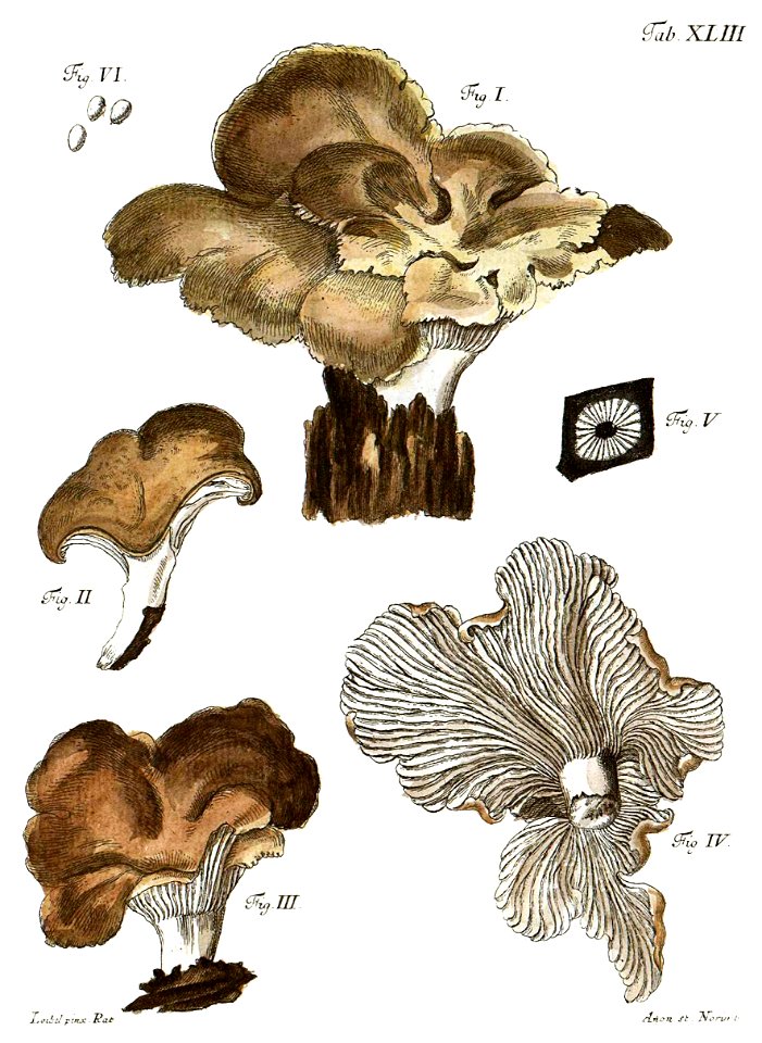 Tab43-Agaricus flabelliformis Schaeff