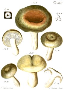 Tab94-Agaricus virescens Schaeff