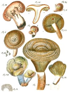 Tab11-Agaricus deliciosus. Free illustration for personal and commercial use.