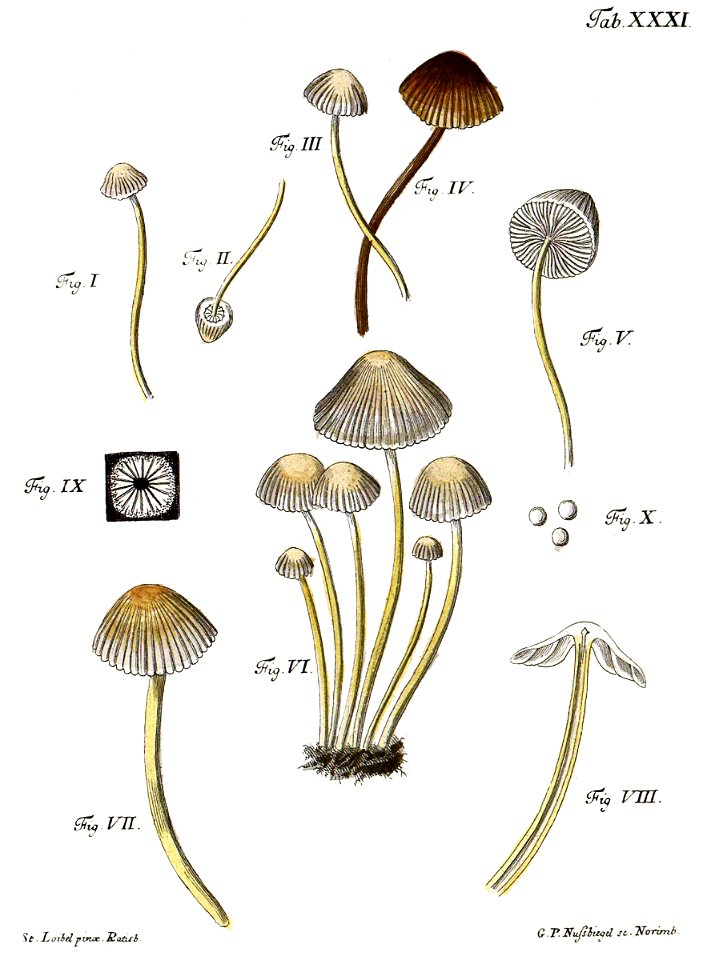 Tab31-Agaricus plicatus Schaeff