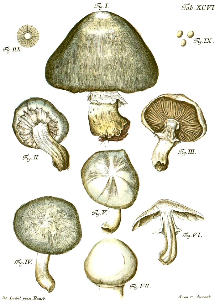 Tab96-Agaricus pratensis Schaeff