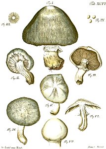 Tab96-Agaricus pratensis Schaeff. Free illustration for personal and commercial use.
