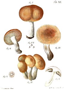 Tab40-Agaricus punctatus Schaef. Free illustration for personal and commercial use.