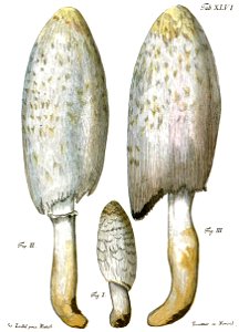 Tab46-Agaricus porcellanus Schaeff