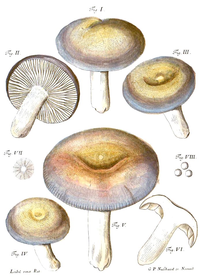 Tab93-Agaricus cyanoxanthus Schaeff