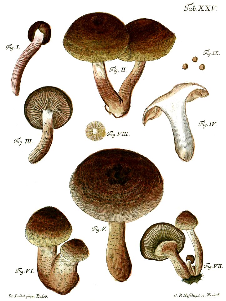 Tab25-Agaricus vaccinus Schaeff