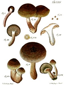 Tab25-Agaricus vaccinus Schaeff. Free illustration for personal and commercial use.