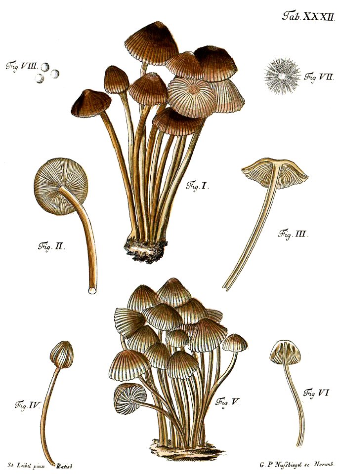 Tab32-Agaricus brunneus