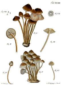 Tab32-Agaricus brunneus. Free illustration for personal and commercial use.