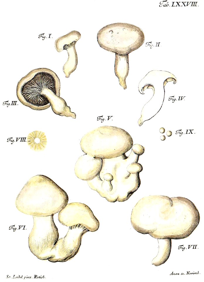 Tab78b-Lyophyllum albellum