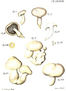 Tab78b-Lyophyllum albellum