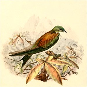 Tachycineta euchrysea 1894