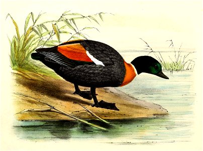 Tadorna tadornoides 1869