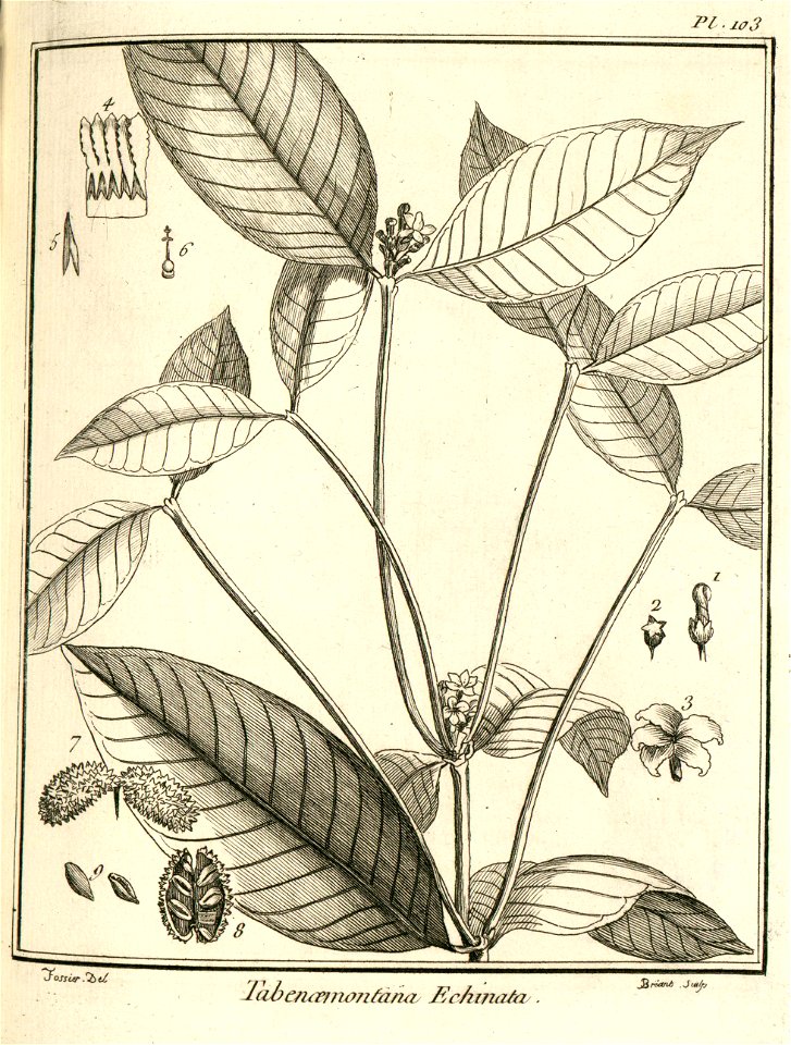 Tabernaemontana echinata Aublet 1775 pl 103