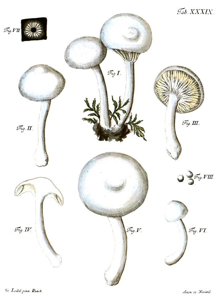 Tab39-Agaricus lacteus Schaeff