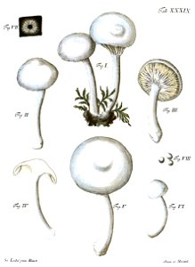 Tab39-Agaricus lacteus Schaeff. Free illustration for personal and commercial use.