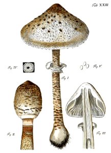 Tab23-Agaricus proceru Schaeff