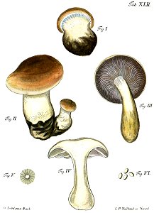 Tab42-Agaricus varius Schaeff. Free illustration for personal and commercial use.