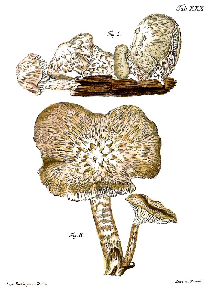 Tab30-Agaricus squamosus Schaeff