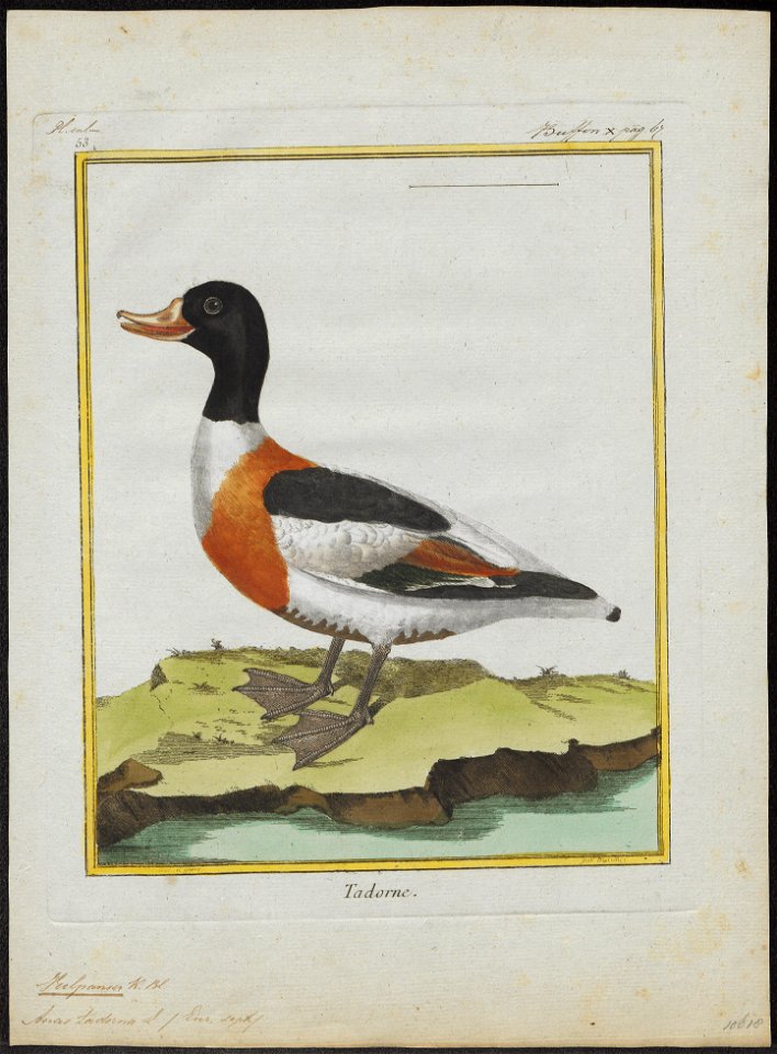 Tadorna cornuta - 1700-1880 - Print - Iconographia Zoologica - Special Collections University of Amsterdam - UBA01 IZ17600273