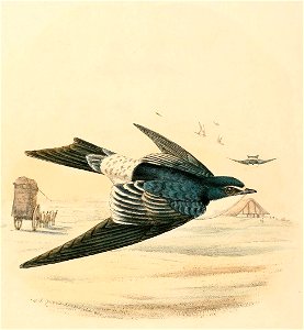 Tachycineta leucorrhoa 1894