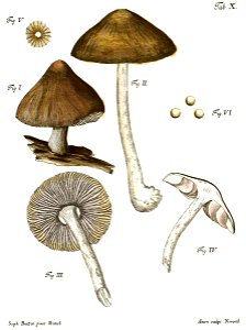 Tab10-Agaricus cervinus Schaeff. Free illustration for personal and commercial use.