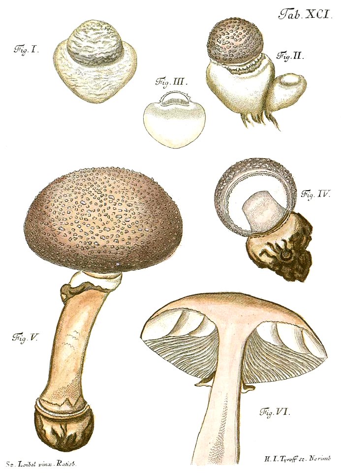Tab91-Agaricus pustulatus Schaeff