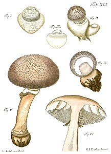 Tab91-Agaricus pustulatus Schaeff. Free illustration for personal and commercial use.