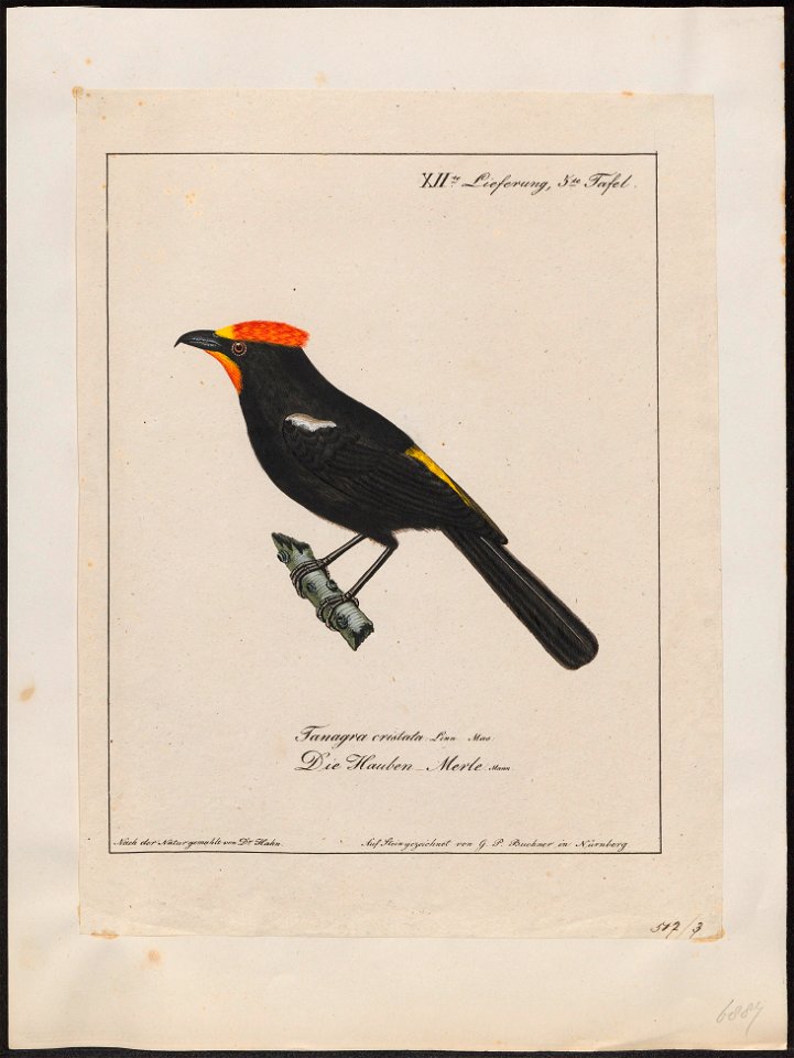 Tachyphonus cristatus - 1700-1880 - Print - Iconographia Zoologica - Special Collections University of Amsterdam - UBA01 IZ15900339
