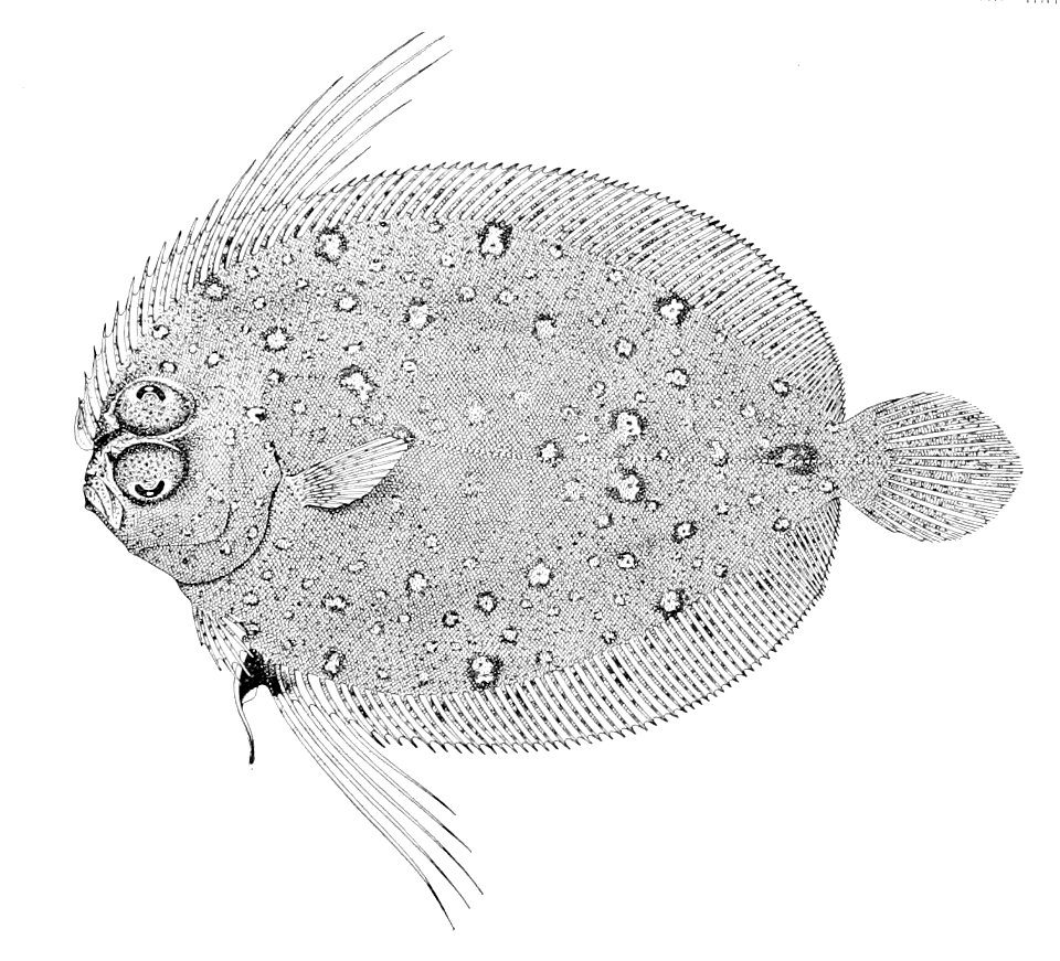 Taeniopsetta radula