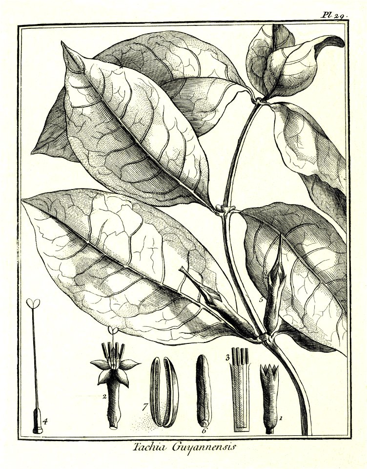 Tachia guianensis Aublet 1775 pl 29. Free illustration for personal and commercial use.