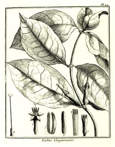 Tachia guianensis Aublet 1775 pl 29