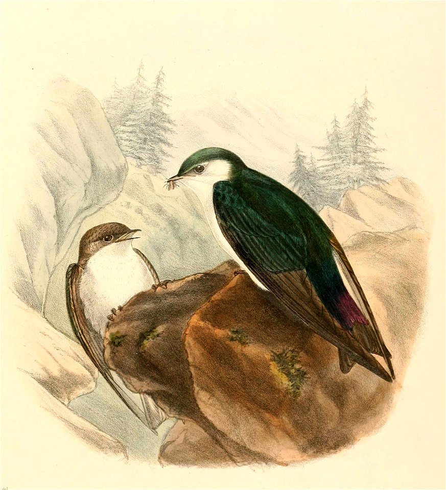 Tachycineta thalassina 1894
