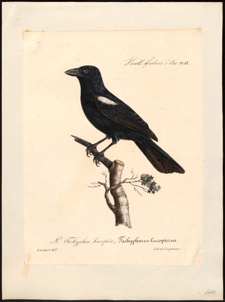 Tachyphonus melaleucus - 1825-1834 - Print - Iconographia Zoologica - Special Collections University of Amsterdam - UBA01 IZ15900261