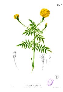 Tagetes erecta Blanco2.404b