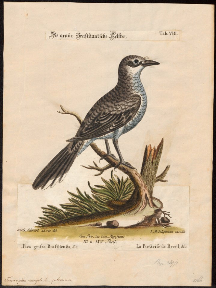 Taenioptera nengeta - 1700-1880 - Print - Iconographia Zoologica - Special Collections University of Amsterdam - UBA01 IZ16500213