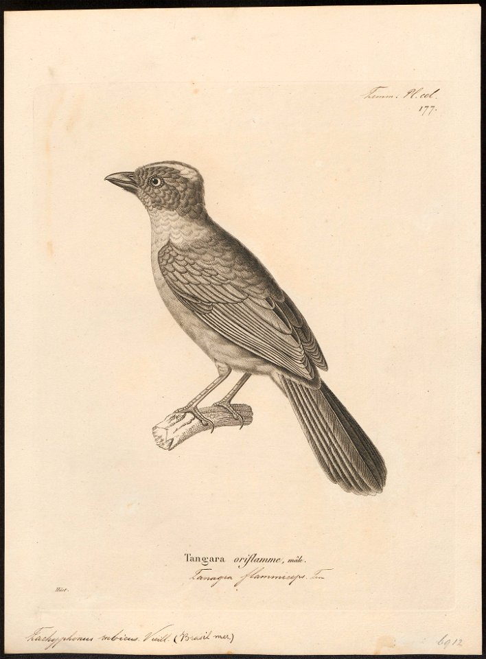 Tachyphonus rubicus - - Print - Iconographia Zoologica - Special Collections University of Amsterdam - UBA01 IZ15900283
