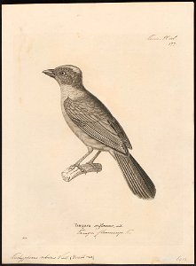Tachyphonus rubicus - - Print - Iconographia Zoologica - Special Collections University of Amsterdam - UBA01 IZ15900283