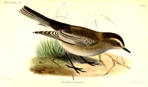 TaeniopteraHolospodiaSmit