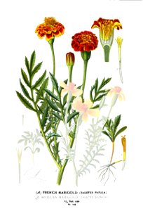 Tagetes patula - 001x