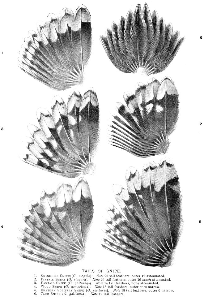 Tails of Snipe 1921
