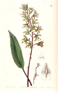 Tainia bicornis (as Ania bicornis) - Edwards vol 30 (NS 7) pl 8 (1844)